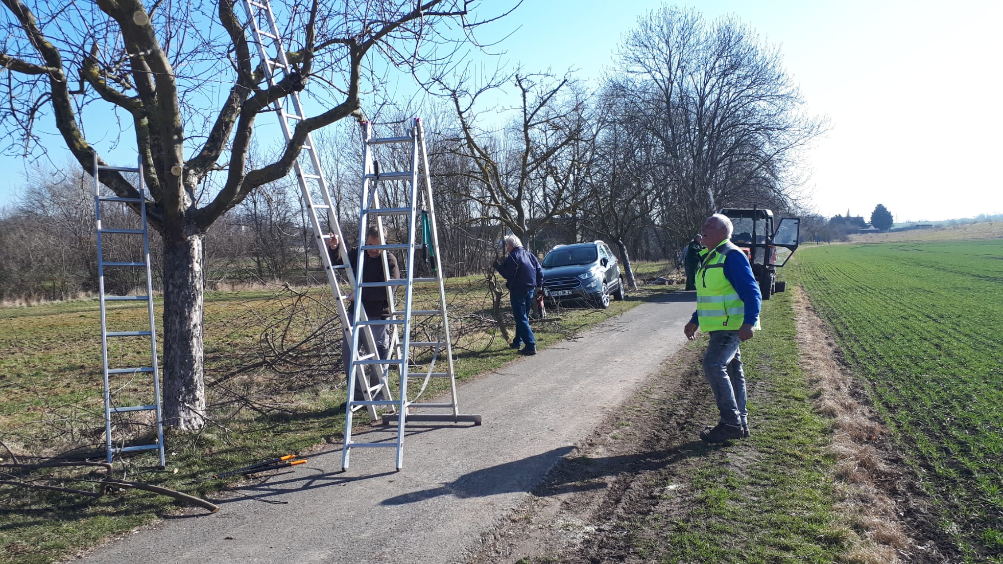 Baumschnitt am Laurawanderweg in Vippachedelhausen
